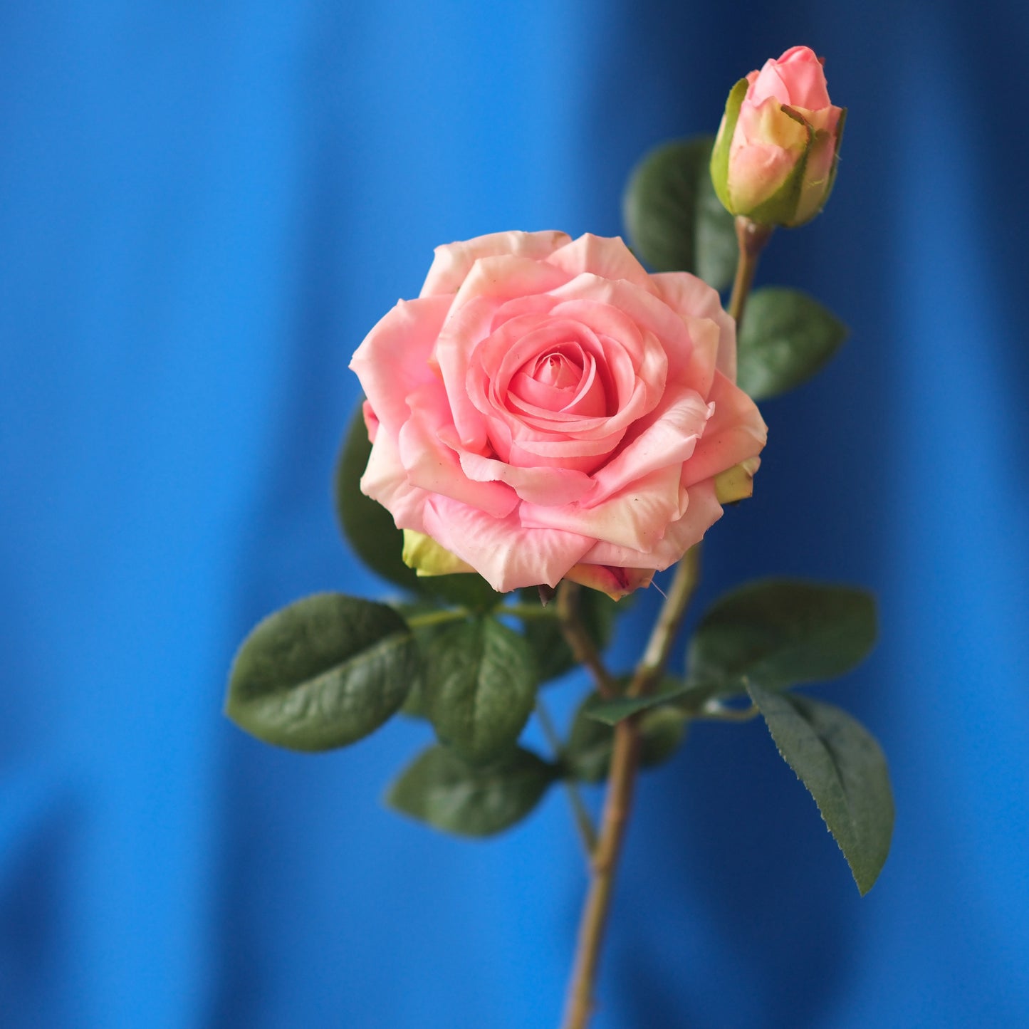 Double-head Curled Edge Rose